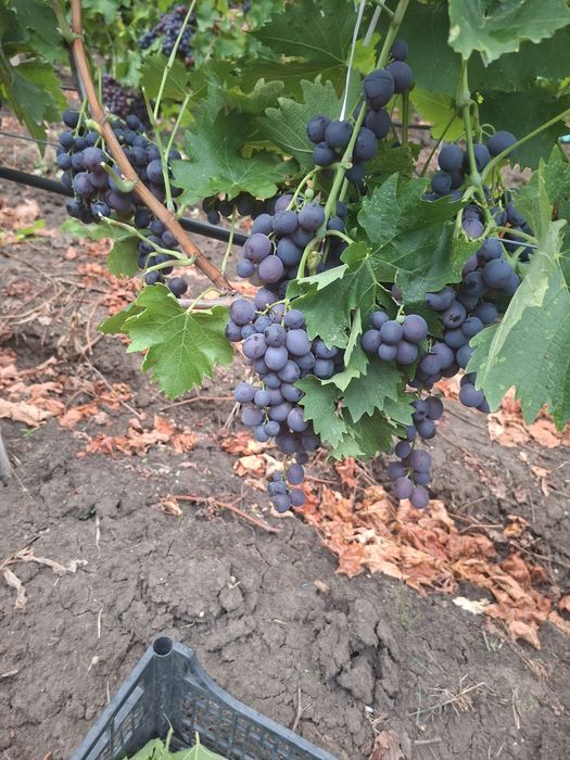 Vând Struguri de vin soiul Muscat de Hamburg  Aromat