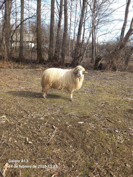 Berbec Bâl de 2 ani