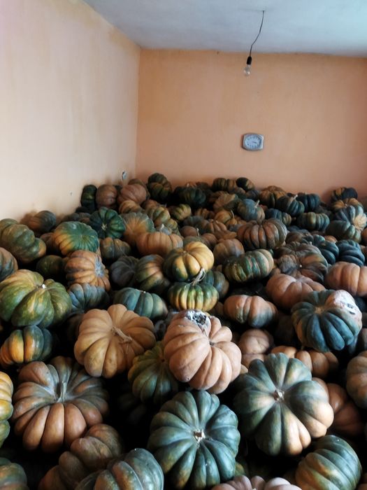 Асқабақ сатылады кг 100 тг