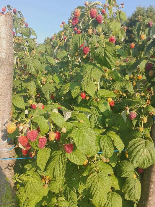 Здравей те продавам качествен расад ягоди и малини