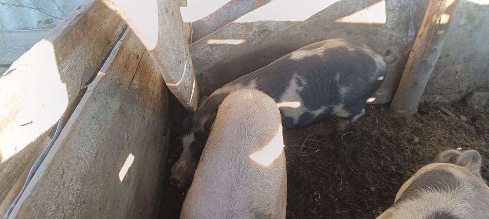 Продам племенных кабанов
