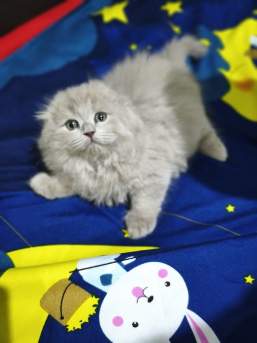 Скоттиш фолд лиловые