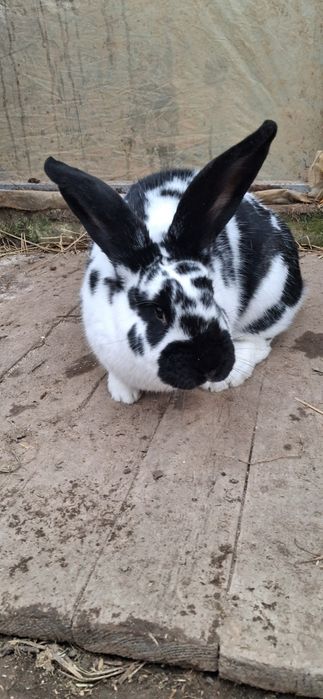 Iepuroaica fluture german