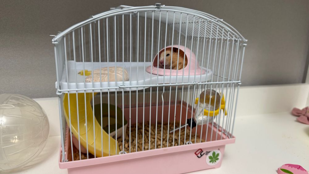 сирийский хомячок