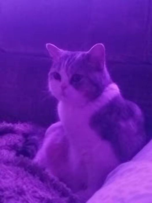 отдаем кошку бесплатно