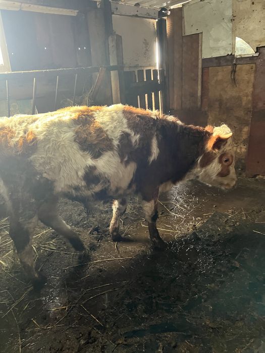 Продаются бычки годовалые