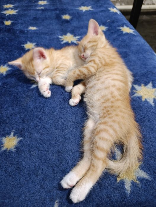 Котята в добрые руки!