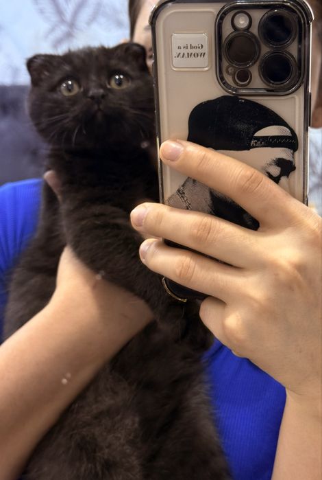 Котик 4 месяца чистокровный скотиш фолд