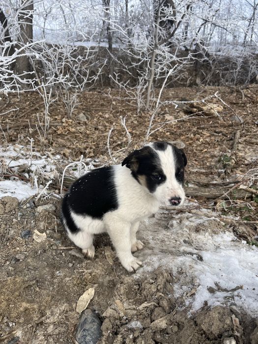 Отдам щенков. Помогите пожалуйста.