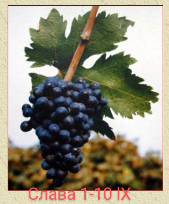 Лози за вкореняване