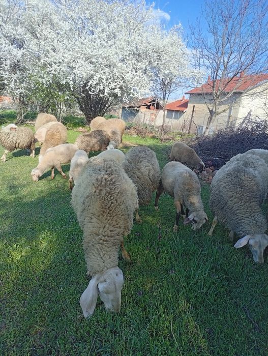 Млади овцета и агнета.