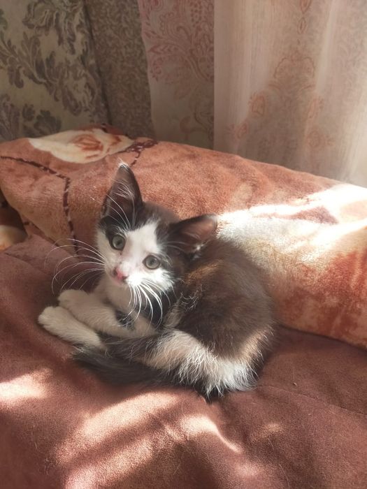 Отдам котят, в хорошие руки
