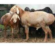 xisor quylari eng saralangani