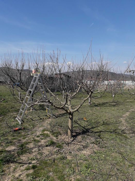 Curățare, toaletare pomi fructiferi