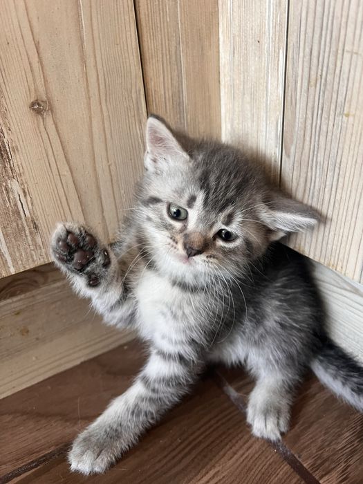 Шотландски клепоухи и правоухи котета британски котки