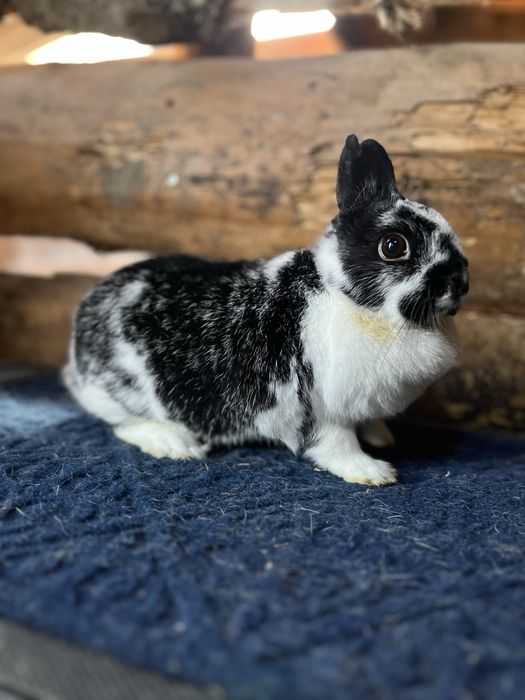 Disponibili iepuri pitici, cap de leu,berbec,rex, pitic olandez