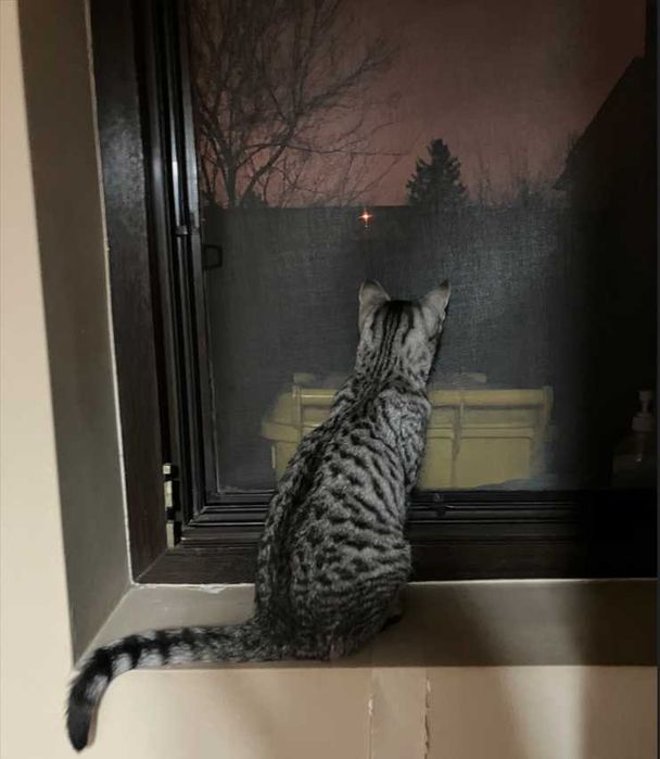 Donez pui de pisica 5-6 luni