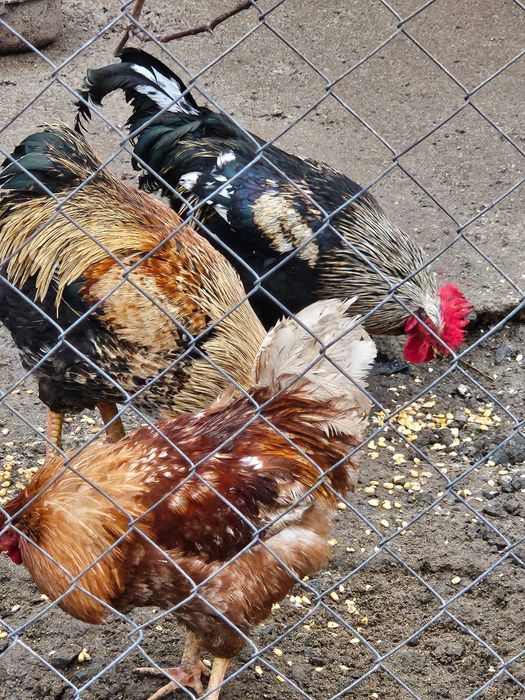 Pui de țară  românești..