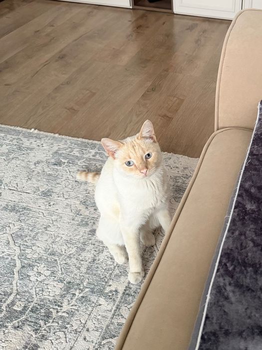 Отдам кота в добрые руки