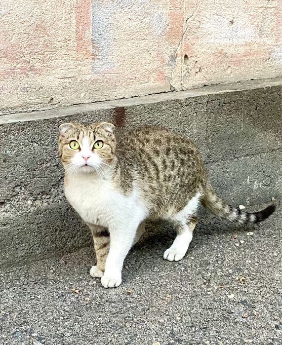 Красивые кошечки бесплатно