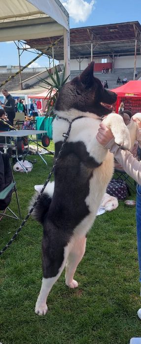 Femelă akita american