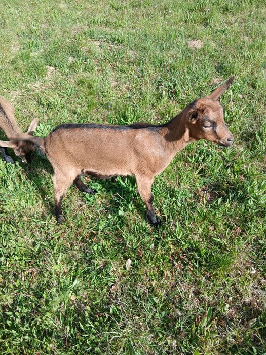 Vind doua iede alpine franceza de doua luni  jumate se afla in ciucea jud cluj pret 600 bucata