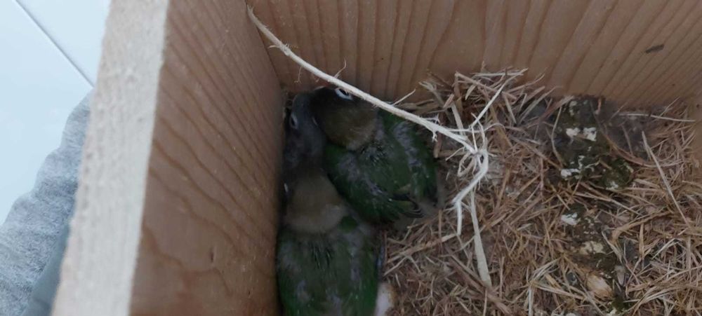 vand papagali perusi