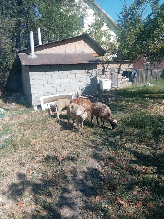 Продам баранов...
