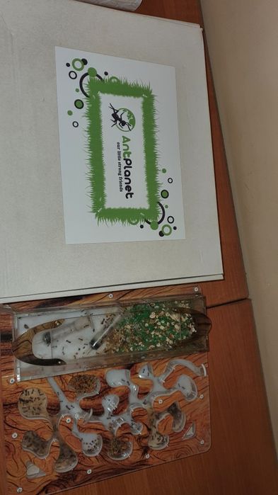 Формикарий от Антпланет без муравьёв.