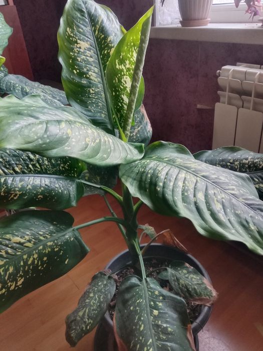 Комнатное растение