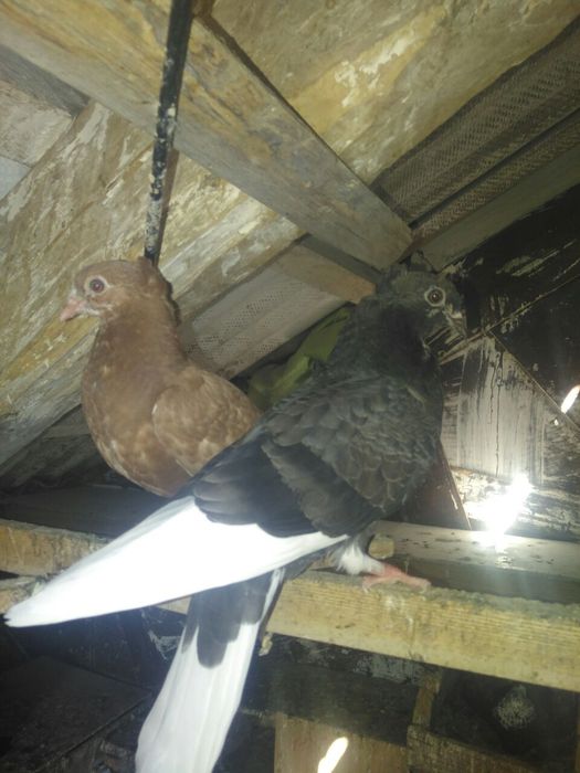 Продаются голуби