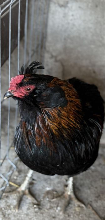 Vând ouă de incubat araucana