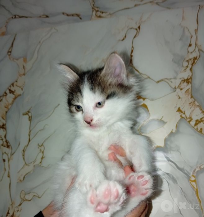 Котёнок продаётся