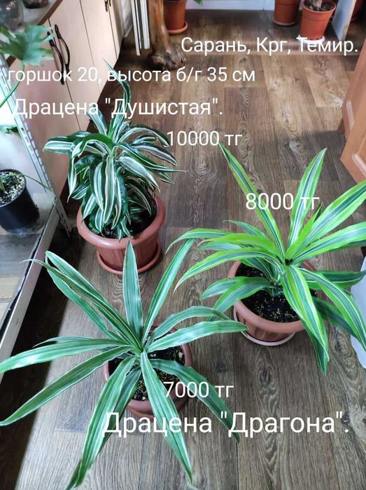 Драцена, Диффенбахия