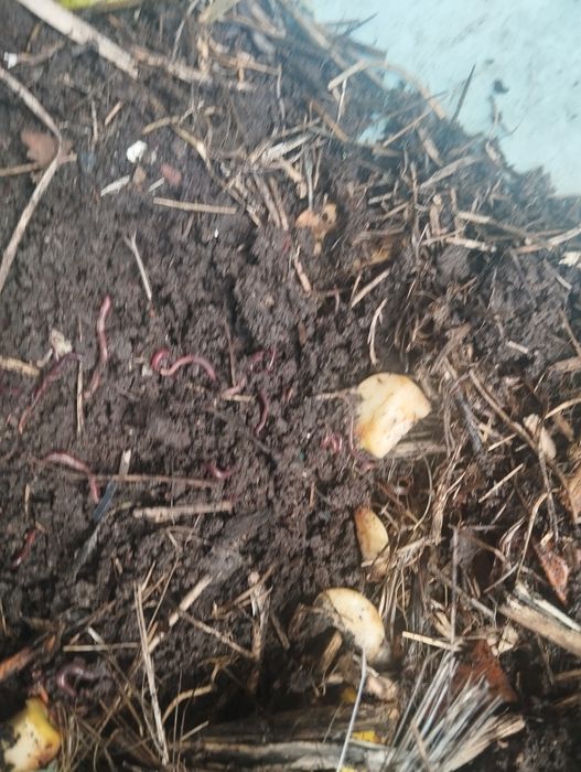 Калифорнииские черви