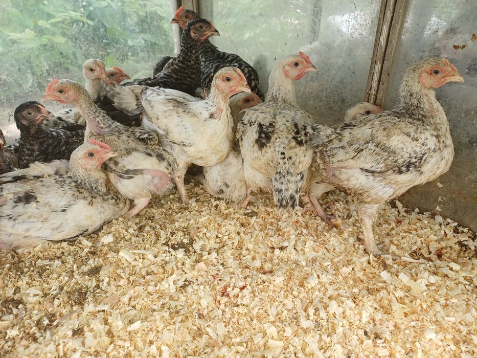 Продам 1.5 месячных цыплят