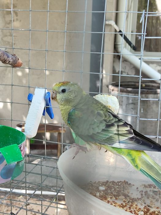 Попугай певчий  . Продам