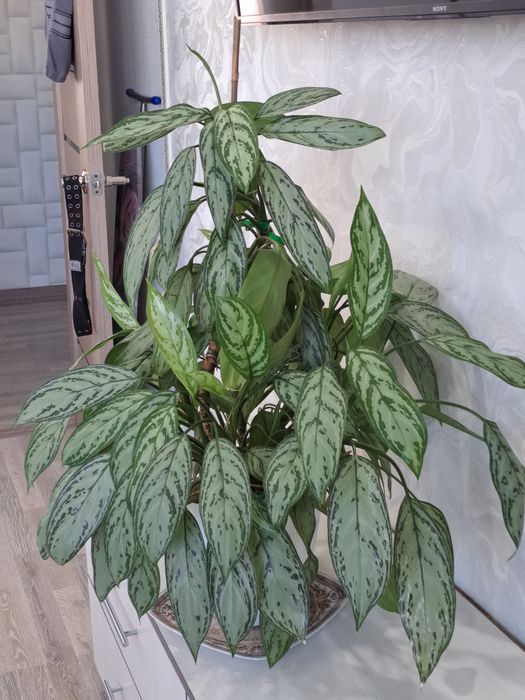 Аглаонема (Aglaonema)