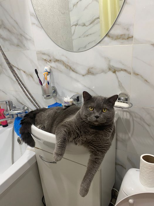 Кот британский..