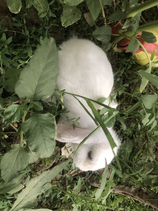 Декаратив карлик қуён сотилади