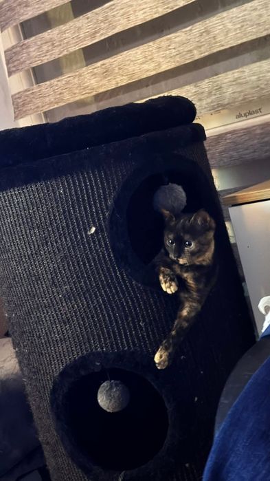 котенца от Созопол