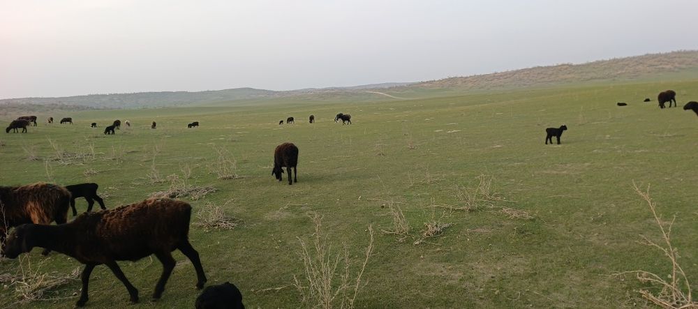 Baxmal quylari zottor hisori