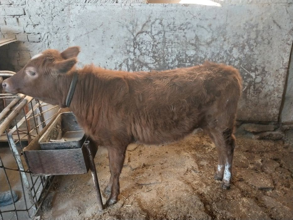Гуножин сотилади сог'лом