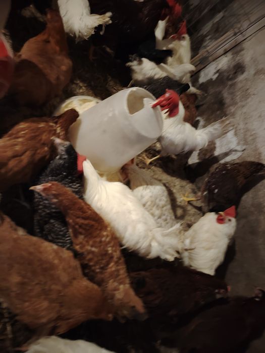 Vând cocoși Leghorn