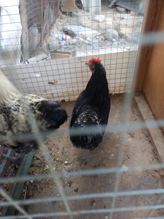 Хуроз ва товук сотилади.