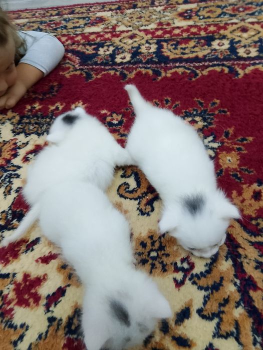 Отдам котят..  ..