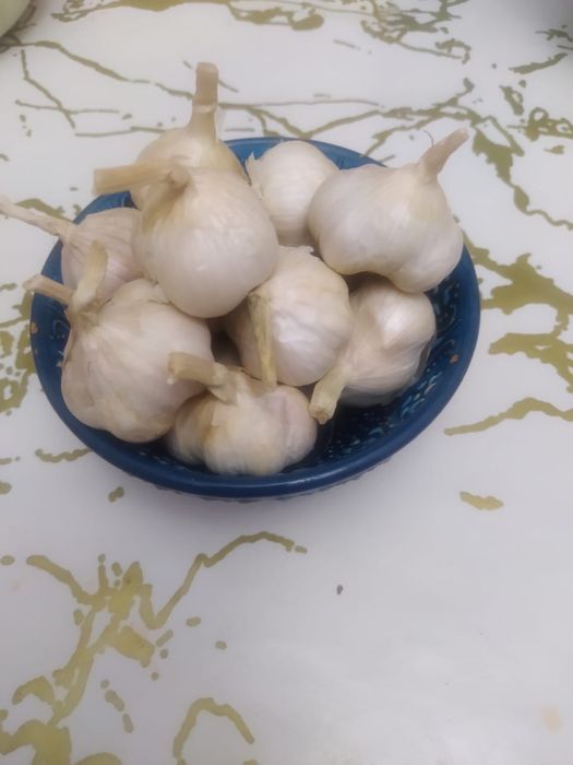 Честнок яровой