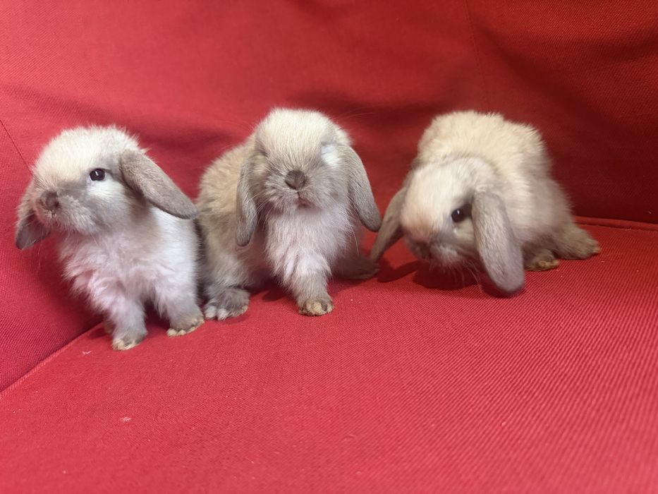 Vand pui de iepure berbec pitic holland lop