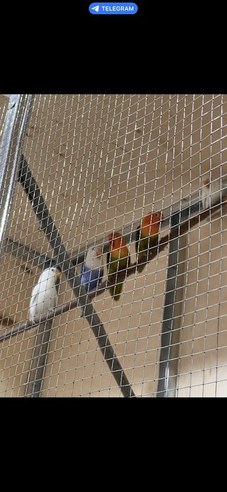 Zotdor qushlar sotiladi