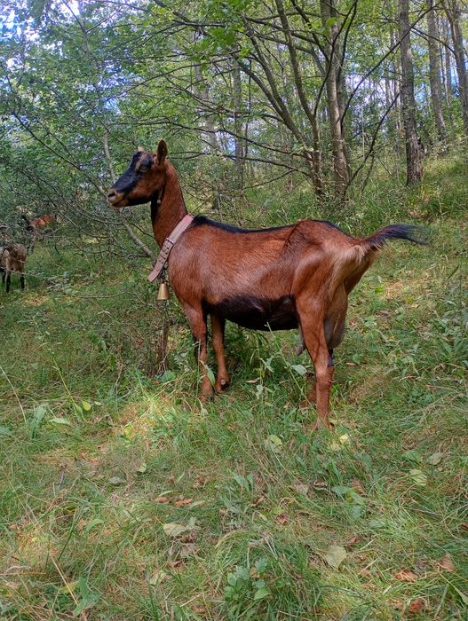 Vind capre bune de lapte